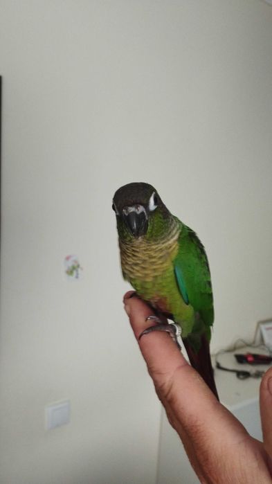 Pyrrhuas hipoxanta domesticadas