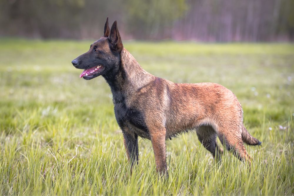 Owczarek Belgijski Malinois - piesek