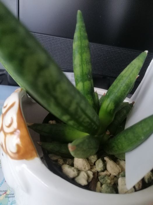Sansevieria #Hedgehog#Sprzedam #Nadwyzka