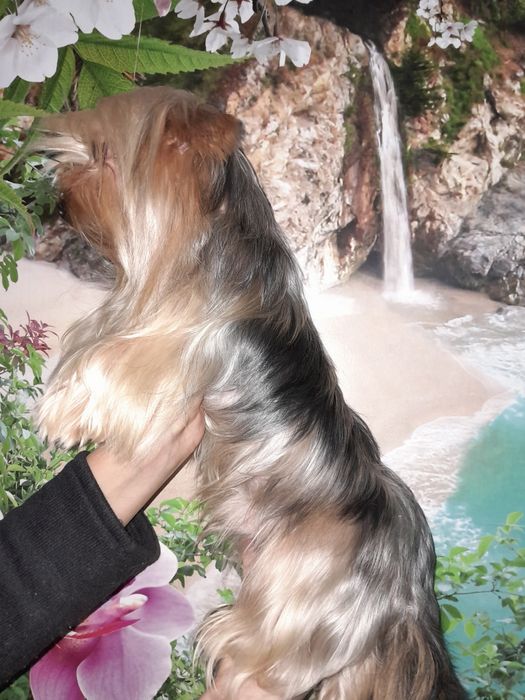 Йорк мрамор.Вязка