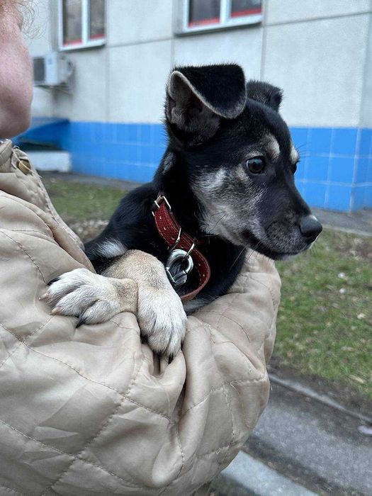 Цуценя Джессі, 5 місяців, невеличка дівчинка шукає дім.
