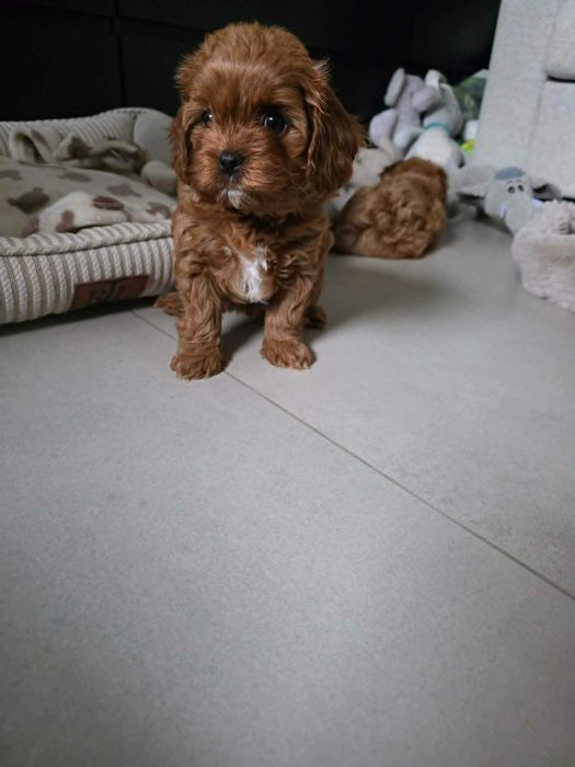 Cavapoo Chłopczyk