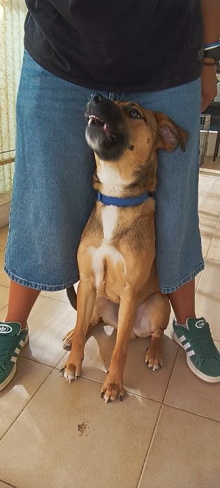 Cachorro para doar