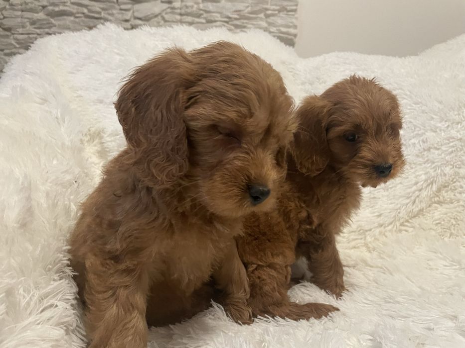 Cockapoo szczeniaki
