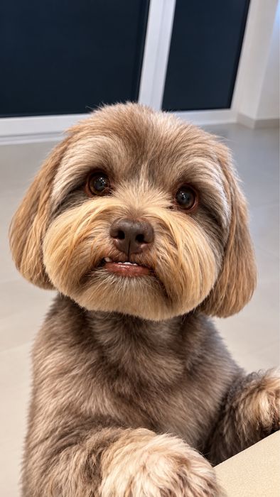 Pieski do adopcji