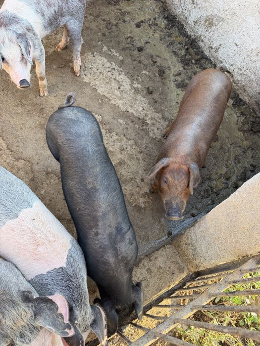 Vendo leitões Bísaro x Duroc