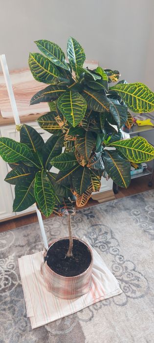 Растение кротон продам