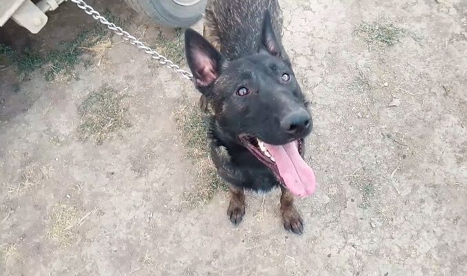 Маленуа Бельгийская Овчарка рабочего разведения , для работы