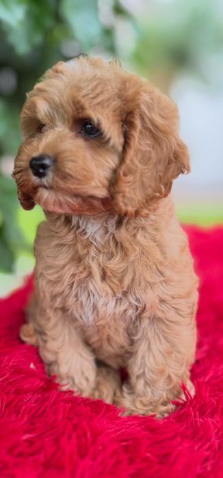 Cocapoo - cocker spaniel amerykański  I  czerwony pudelek
