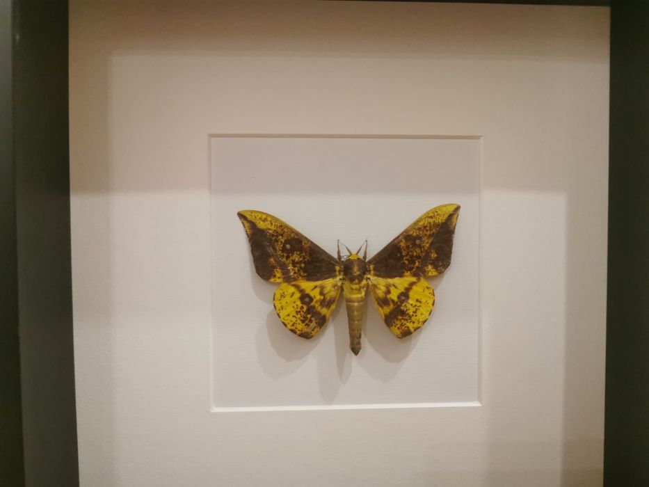 Imperial Moth425128875241646082