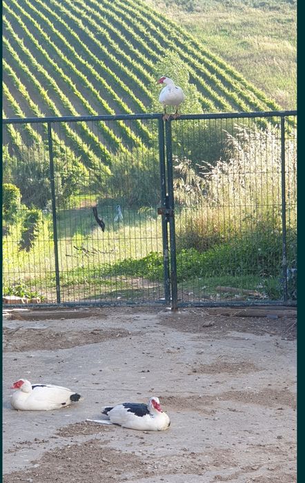 Patos criados ao ar livre