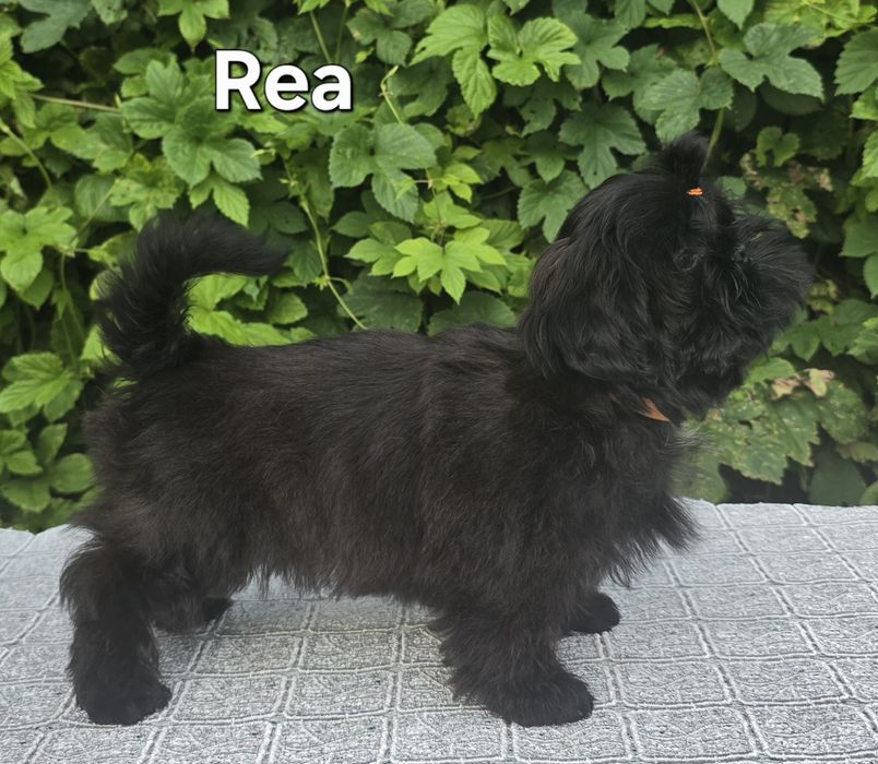 Sunia Shih tzu ZKWP