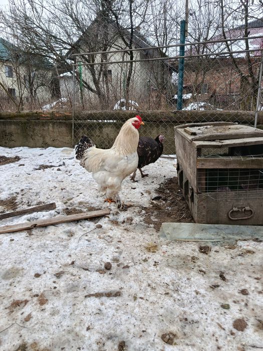 Продаю молодих когутів