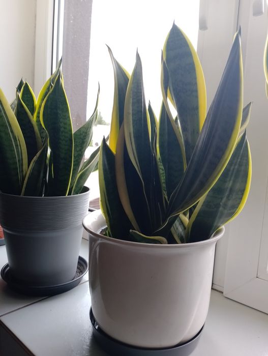 Kwiaty Sansewieria