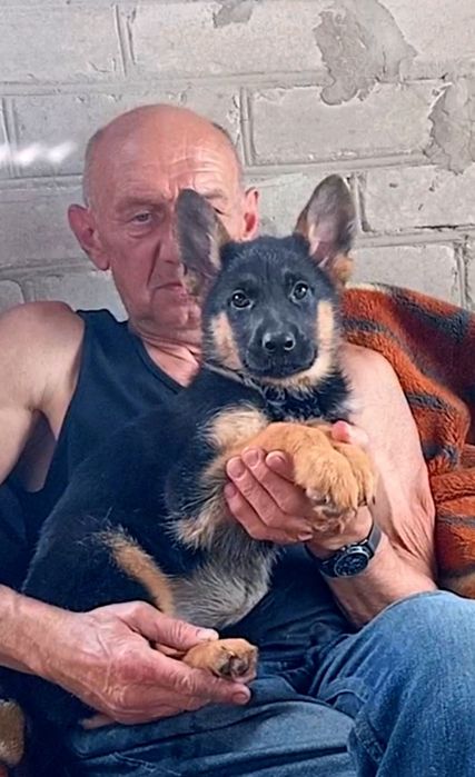 Щенки нем овчарки с родословной.