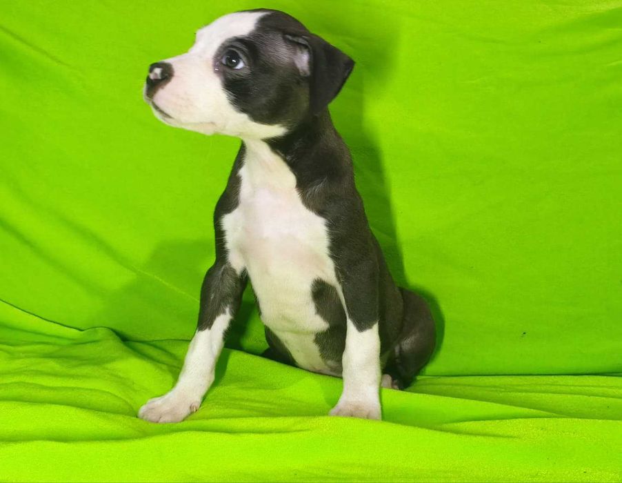 macho american pitbull terrier