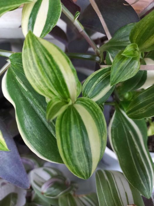 Распродажа  цветов. Только Харьков