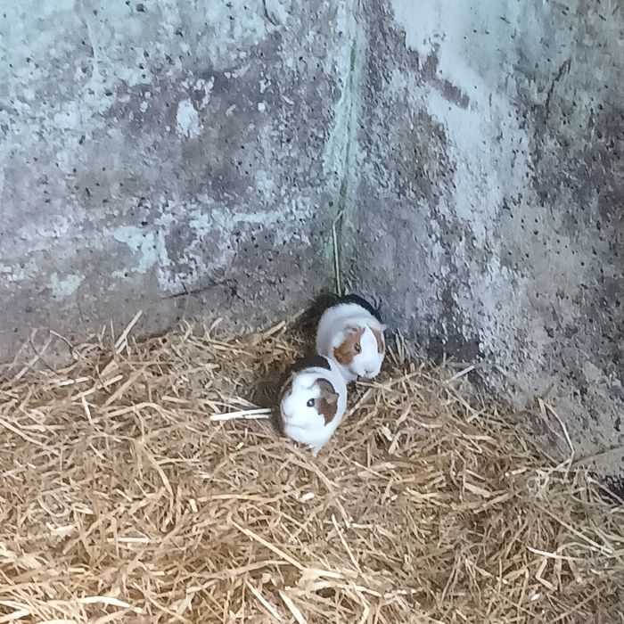 Vendo animais de estimacao
