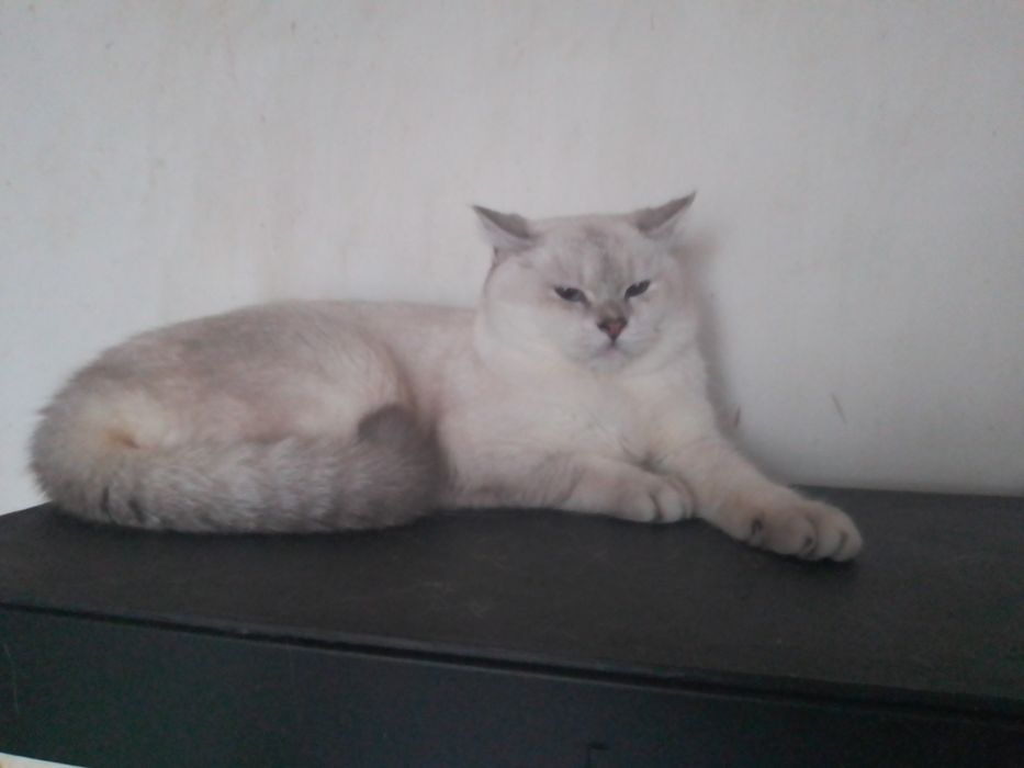 Британський блакитноокий котик лінкс колорпойнт