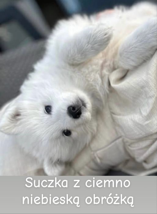 Szczeniaki Samoyed gotowe do odbioru