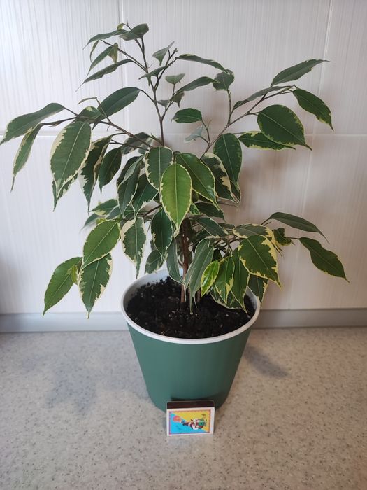 Продам фикусы "Кинки".