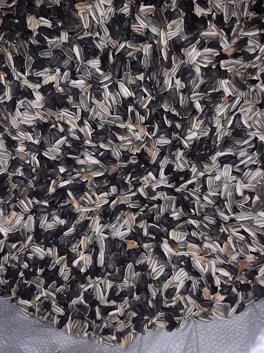 Nasiona słonecznika ozdobnego na kwiaty