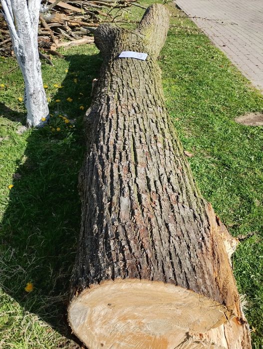 Lipa kłoda klocek deski Jedlicze, podkarpackie
