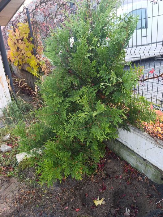 Thuja Brabant tuja tuje thuje wysokie na 180cm