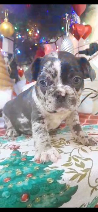 Bulldog francês macho cor Blue Merle