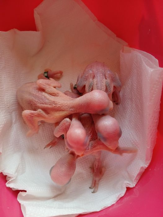 Ringnecks  para criar a mão