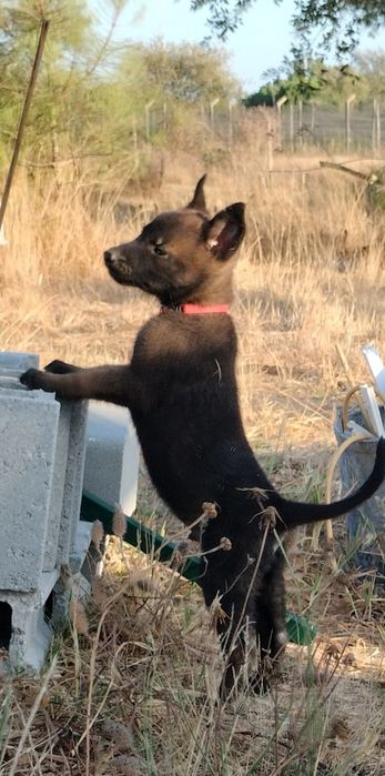 Pastor belga malinois