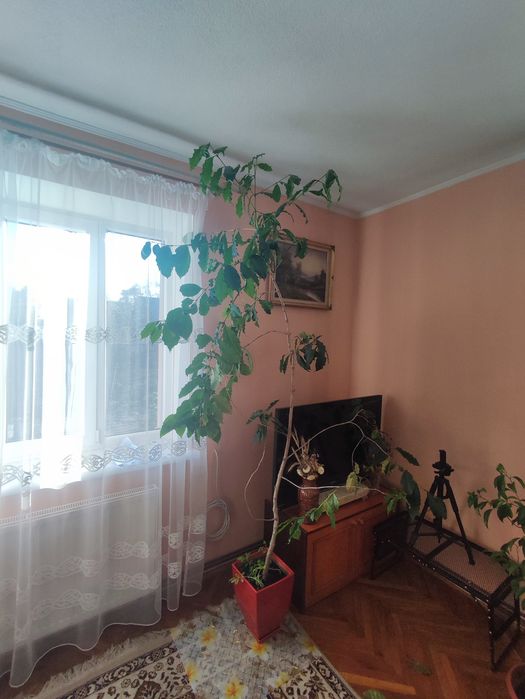 Кавове дерево - вазонком