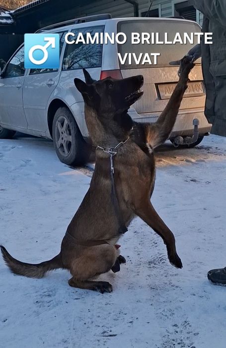 Бельгійська вівчарка малинуа