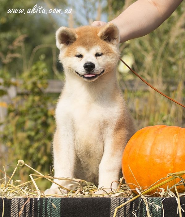 Акіта іну , цуценята акіти , японська акіта