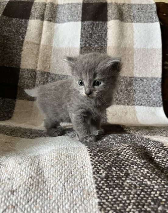 Кошенята шукають дім