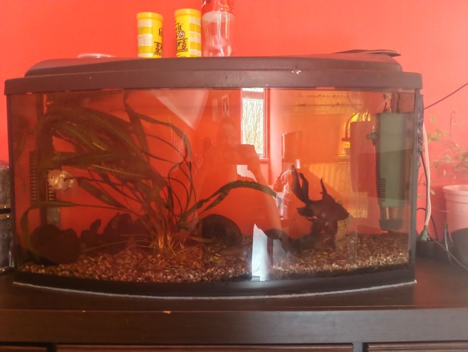 Akwarium 130l z życiem