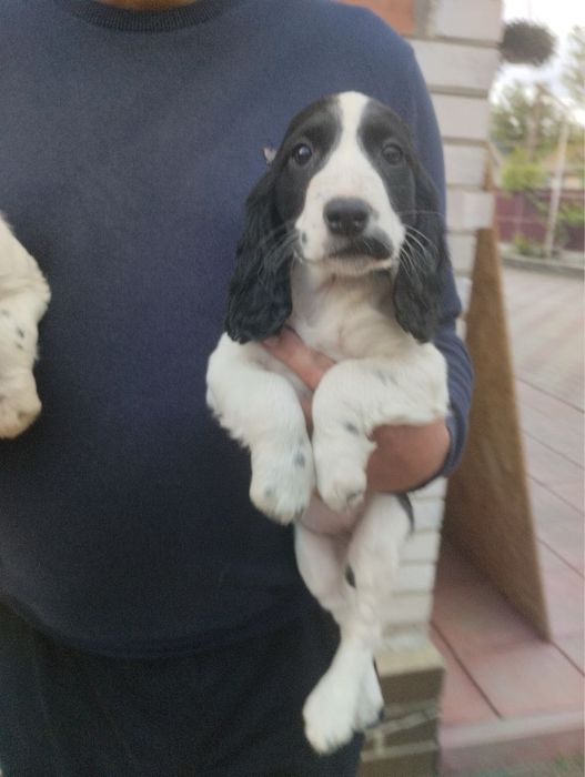 Продам цуценят Спаніельчиків