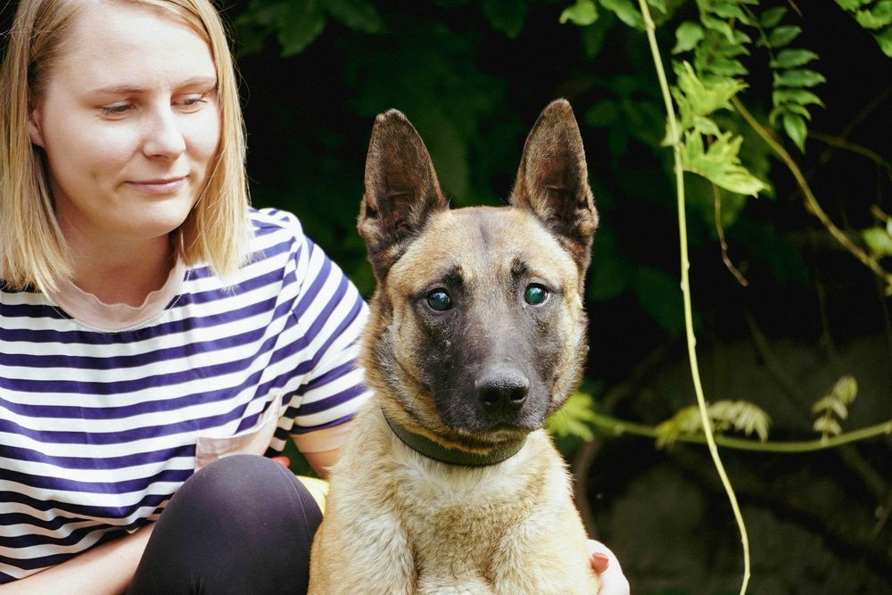 Baron - niewidomy pies szuka domu - w typie owczarek belgijski