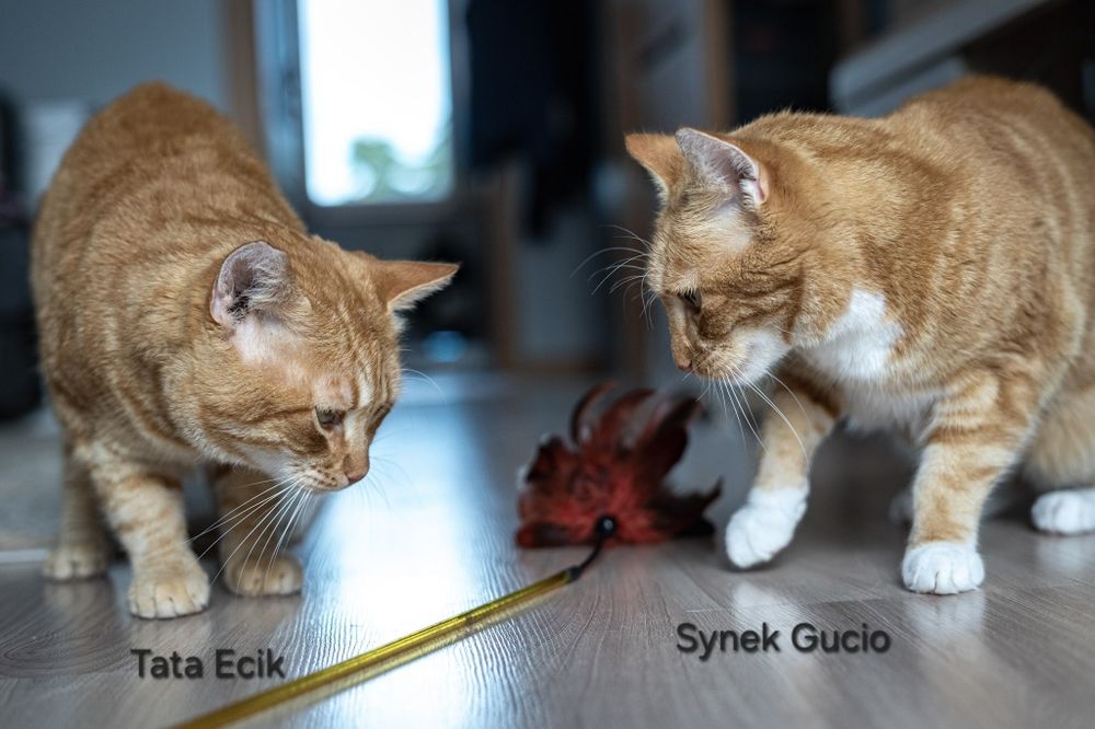 Ecik i Gucio poszukują domu