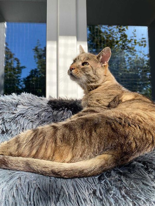 IGNAŚ - 6-letni kocur FIV+ kochany miziak do adopcji!