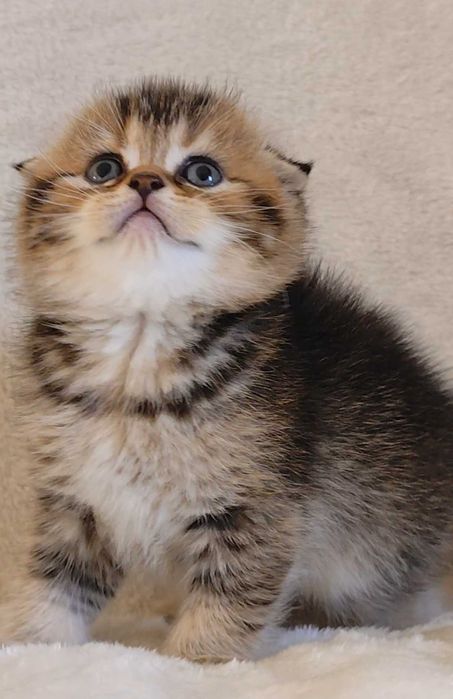 Fêmea Scottish Fold Golden Tabby (dourado tigrado) com alta qualidade de raça.
