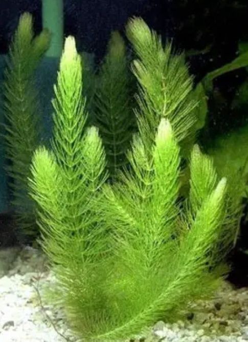 Рибки Гуппі різних порід