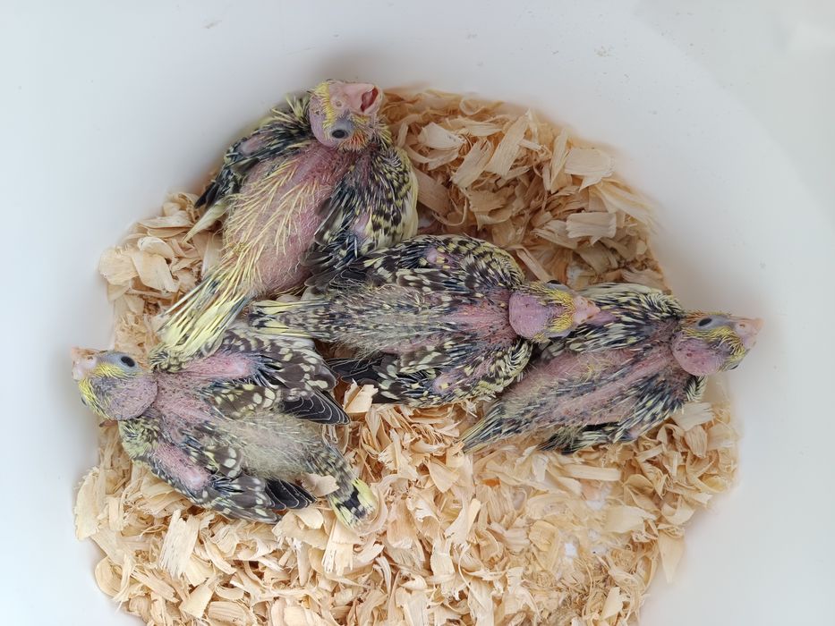 Caturras bebes para acabar de criar a mão