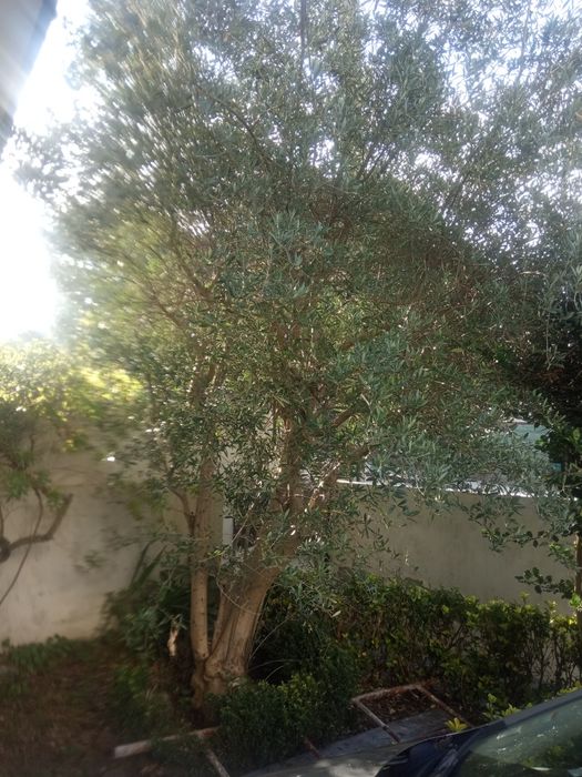 Venda oliveiras  k dão azeitonas