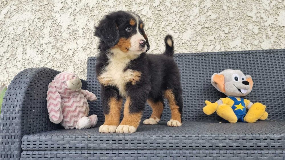 Bouvier Bernois com Pedigree