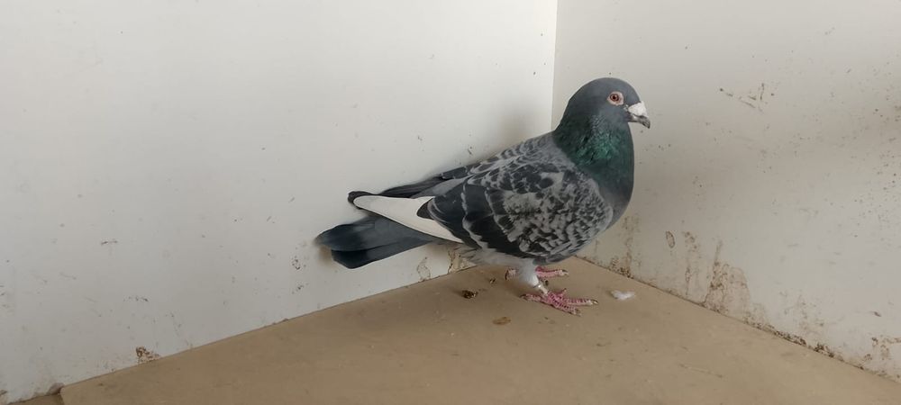 Sprzedam pocztowe samczyki