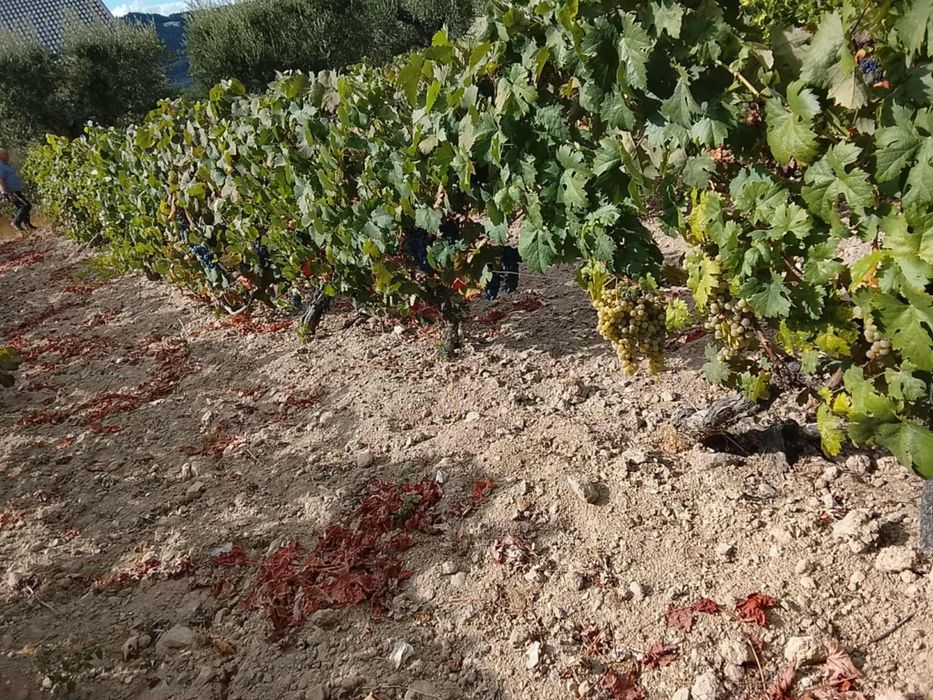 Vendo uvas com boa qualidade