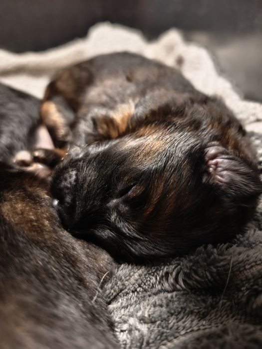 Owczarek Niemiecki Długowłosy FCI ZKwP wilczasta suka