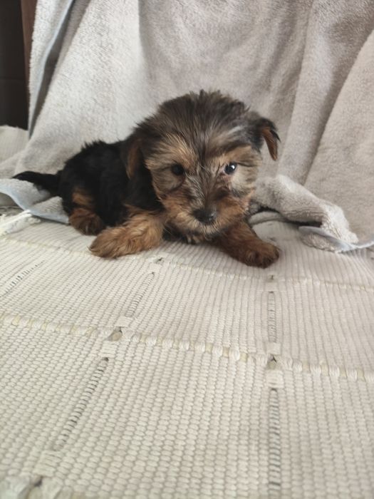 Yorkshire Terrier