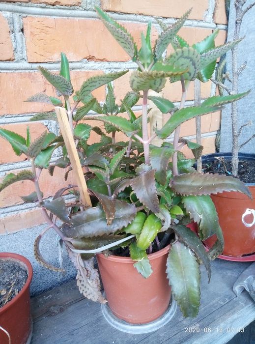 Продам каланхоє, алое.